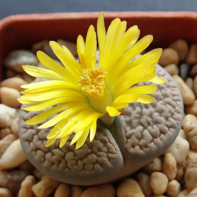 Перейти на страницу товара Lithops hookeri - Литопс Хукера