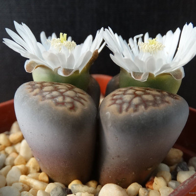 Перейти на страницу товара Lithops hallii - Литопс Холла