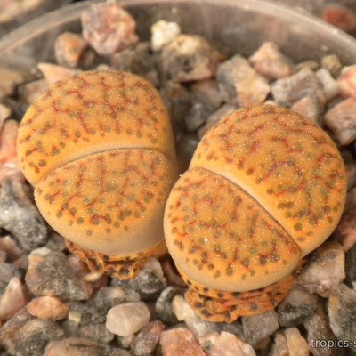 Перейти на страницу товара Lithops fulviceps C-220 - Литопс рыжеголовый