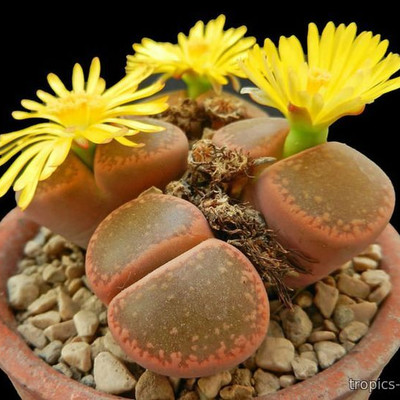Перейти на страницу товара Lithops aucampiae - Литопс Аукамп