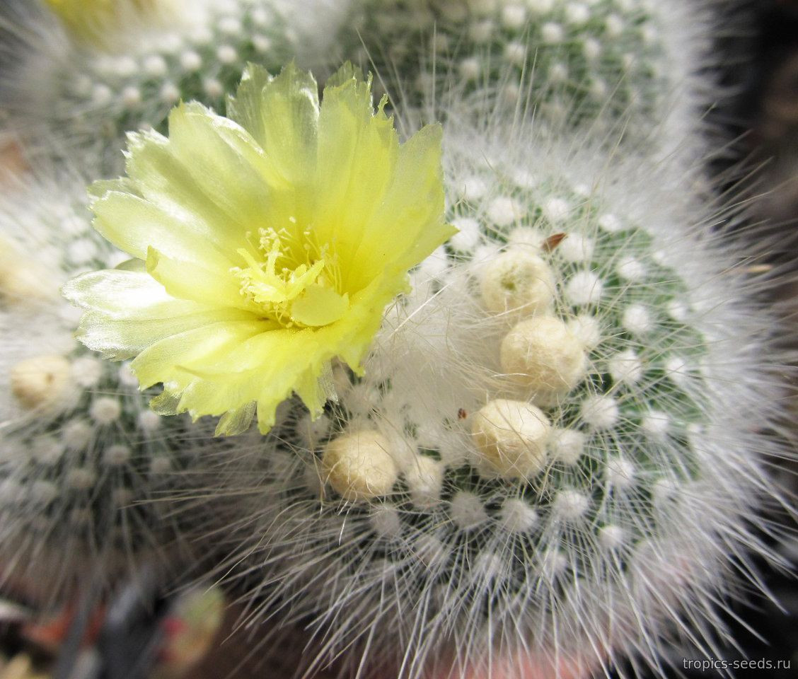 Parodia rudibuenekeri v. glomeratus \'albissimo\'