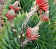 Aloe polyphylla - Алоэ Спиральное