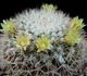 Mammillaria evermaniana - Маммиллярия