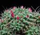 Mammillaria compressa - Маммиллярия сжатая