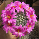 Mammillaria boolii - Маммиллярия Бола