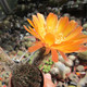 Lobivia rebutioides - Лобивия