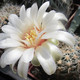 Gymnocalycium gertii VG 707 - Гимнокалициум