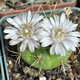 Gymnocalycium eurypleurum P434 - Гимнокалициум