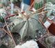 Astrophytum niveum f. veisse stachel - Астрофитум козерогий