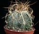 Astrophytum crassispinoides - Астрофитум
