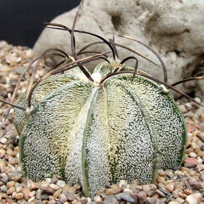 Astrophytum capricorne v.niveum - Астрофитум козерогий снежный