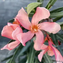 Олеандр TITO POGGI (Nerium oleander), семена 5 шт.