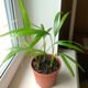 Chrysalidocarpus lutescens - Хризалидокарпус