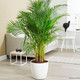 Chrysalidocarpus lutescens - Хризалидокарпус