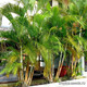 Chrysalidocarpus lutescens - Хризалидокарпус