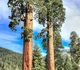 Sequoiadendron giganteum - Секвойядендрон гигантский