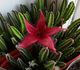 Stapelia grandiflora - Стапелия крупноцветковая