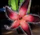 Stapelia grandiflora - Стапелия крупноцветковая