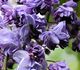 Wisteria floribunda - Глициния обильноцветущая