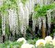 Wisteria sinensis - Глициния китайская