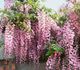 Wisteria floribunda - Глициния обильноцветущая (розовая)