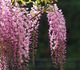 Wisteria floribunda - Глициния обильноцветущая (розовая)