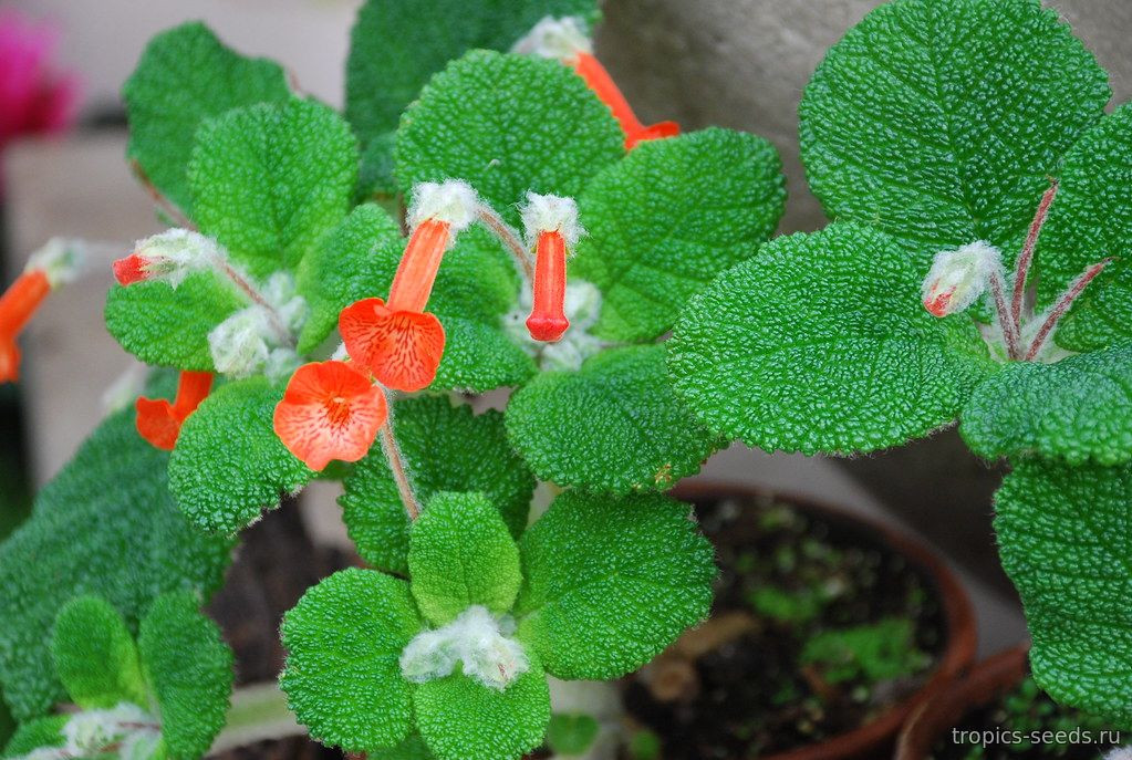 Катарзинаның эротика фигурасы