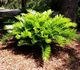 Zamia floridana - Замия флоридская