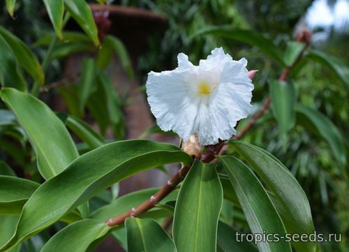 Hellenia speciosa - Гелления прекрасная - купить семена на Tropics Seeds.