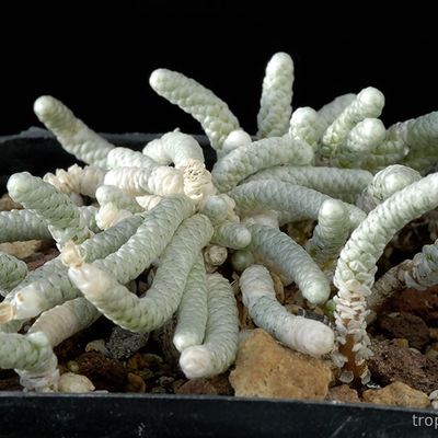 Anacampseros albissima - Анакампсерос белейший