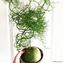 Схизобазис (Шизобазис), Schizobasis Intricata, семена 5 шт.