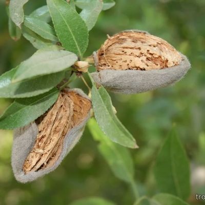 Prunus dulcis - Миндаль сладкий 