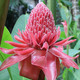 Etlingera Elatior