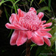 Etlingera Elatior