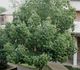 Quercus glauca - Дуб сизый, Японский голубой дуб