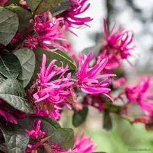 Лоропеталум Китайский (Loropetalum chinense), семена 3 шт.
