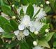 Myrtus communis var. leucocarpa - Мирт белоплодный