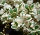 Myrtus tarentina variegata - Мирт Тарентина (вариегатный)