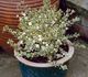 Myrtus tarentina variegata - Мирт Тарентина (вариегатный)