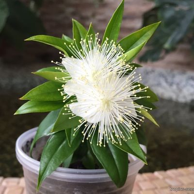 Myrtus communis 'Boetica' - Мирт Обыкновенный Боэтика