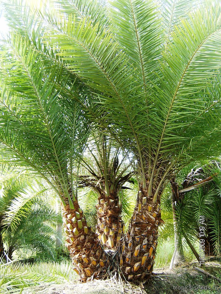 Финиковая пальма цена