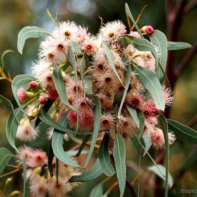 Eucalyptus camaldulensis - Эвкалипт камадульский