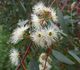 Eucalyptus camaldulensis - Эвкалипт камадульский