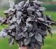 Ocimum basilicum - Базилик душистый (пурпурный)