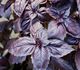 Ocimum basilicum - Базилик душистый (пурпурный)