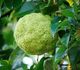Maclura pomifera - Маклюра яблоконосная
