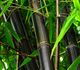 Phyllostachys nigra - Бамбук черный