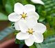 Gardenia jasminoides 'Kleim's Hardy' - Гардения жасминовидная