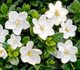 Gardenia jasminoides 'Kleim's Hardy' - Гардения жасминовидная
