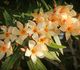 Nerium oleander 